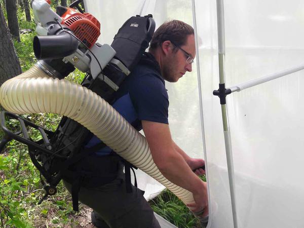 Mit einem speziellen "Staubsauger" sammelt Biologe Malte Jochum Insekten und andere Tiere aus einem definierten Testareal ein, um die Auswirkungen eingeschleppter Regenwürmern aufs Ökosystem Kanadas zu studieren.