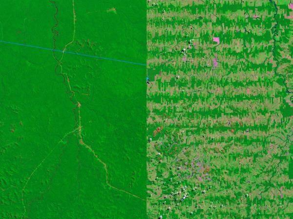 1975 (links) vs. 2012: Diese Satellitenaufnahme zeigt ein grätenförmiges von einer Straße in Nord-Süd-Richtung ausgehendes Muster der Entwaldung im brasilianischen Bundesstaat Rondônia.