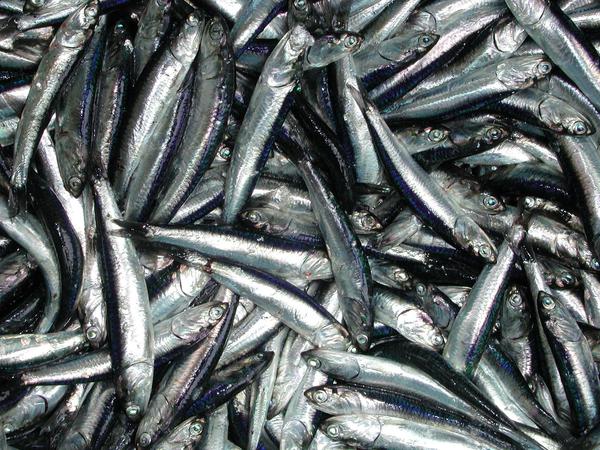 Die Sardellen (Engraulis ringens) werden fast ausschließlich zur Herstellung von Fischmehl und Fischöl verwendet, die wichtige Bestandteile von Futtermitteln für Aquakulturen und Nutztiere sind.