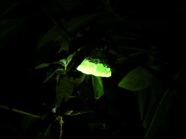 Lampe im Urwald. Die allerdings ist in der Hand des Forschers. Was hier leuchtet, ist das von ihr mit UV angestrahlte Nest von Polistes brunetus.