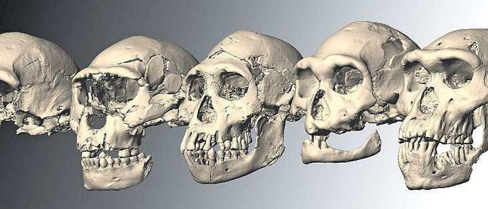 Verschieden. Die fünf Schädel von Frühmenschen, die im georgischen Dmanisi gefunden wurden. Sie sind etwa 1,8 Millionen Jahre alt. 
