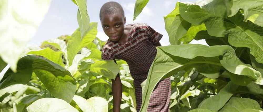 Ein Mädchen arbeitet bei der Tabakernte in Sambia. Der Konsum von Tabakerzeugnissen ist bekanntlich vor allem für junge Menschen gesundheitsschädlich - aber auch unter der Produktion können Kinder und Jugendliche enorm leiden. 