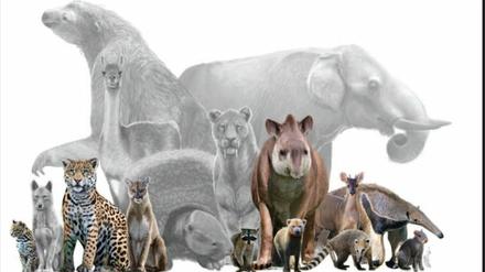 Eine Illustration von Säugetieren, die in Cerro Azul in Peru einen Lebensraum teilen würden. Farbig markiert sind Arten, die heute dort vorkommen, grau, die ausgestorben sind oder ausgerottet wurden. 