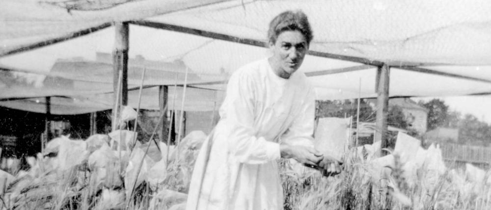 Elisabeth Schiemann in einem Versuchsfeld für Getreide.