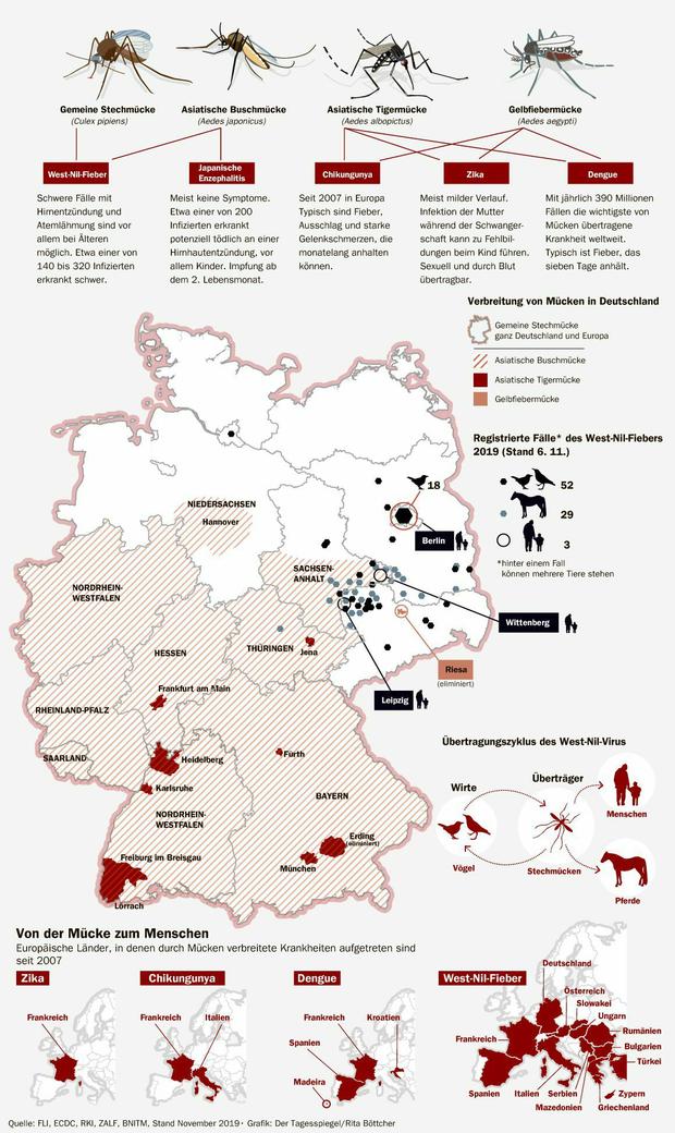 Wie gefährlich wird ein Mückenstich? Mücken sind in Deutschland nicht mehr so harmlos wie früher.