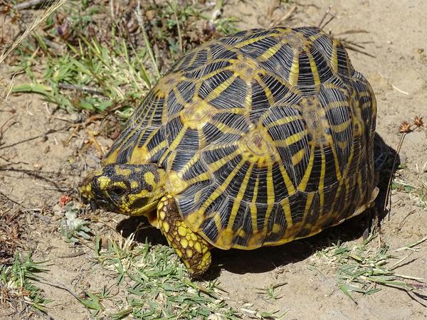 Der Lebensraum der südafrikanischen Geometrischen Landschildkröte wird unter anderem durch Weinanbau zerstört.