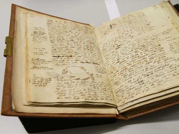 Fischzeichnung in einem handgeschriebenen Reisetagebuch von Alexander von Humboldt.