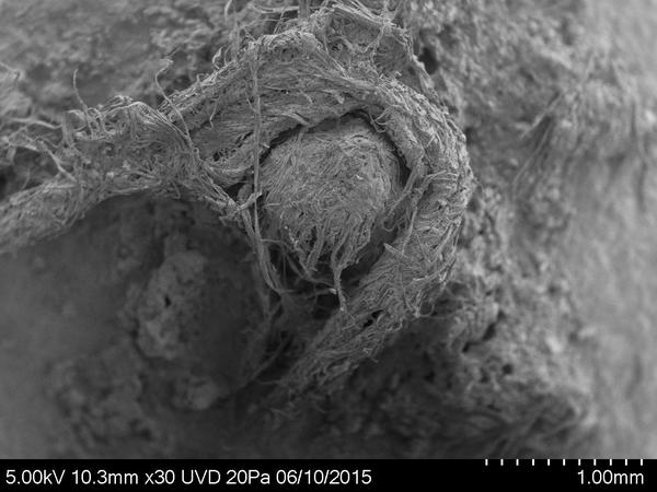 Ein von Neandertalern gezwirbelter Faden im Rasterelektronen-Mikroskop.