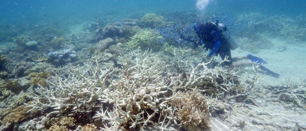 Die Farbe fehlt. Wird das Wasser zu warm, werfen die Korallen einzellige Algen aus ihrem Gewebe. Mit ihnen verschwindet die Farbe. Zurück bleiben fahle Skelette.