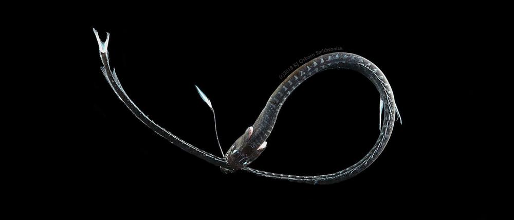 Der ultraschwarze pazifische Schwarze Drachenfisch (Idiacanthus antrostomus) lockt Beute mit einem leuchtenden Organ am Kopf. Seine ultraschwarze Haut und durchsichtige, antireflektierende Zähne verhindern, dass er sich dabei selbst beleuchtet.