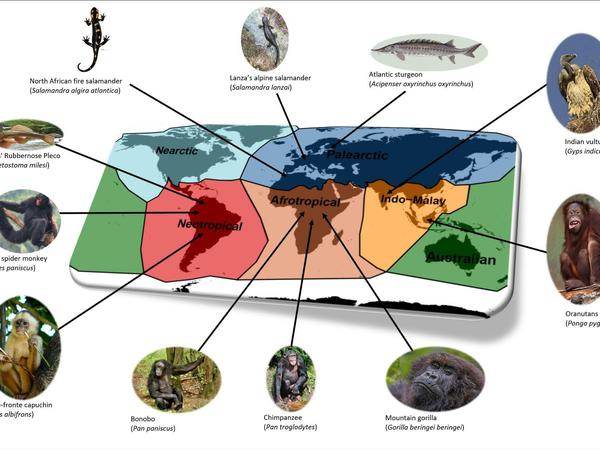 Sechs Weltregionen sind unterschiedlich stark vom Aussterben großer Wirbeltiere wie Stör, Alpensalamander, Berggorilla oder Indiengeier betroffen.