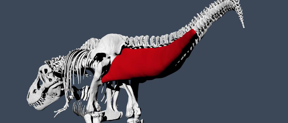 Der Schwanz der Tyrannosaurier spielte bei der Fortbewegung eine wichtige Rolle.