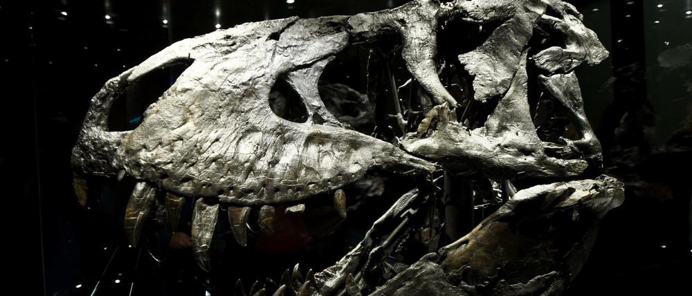Der Schädel des Tyrannosaurus Rex namens "Tristan Otto". 