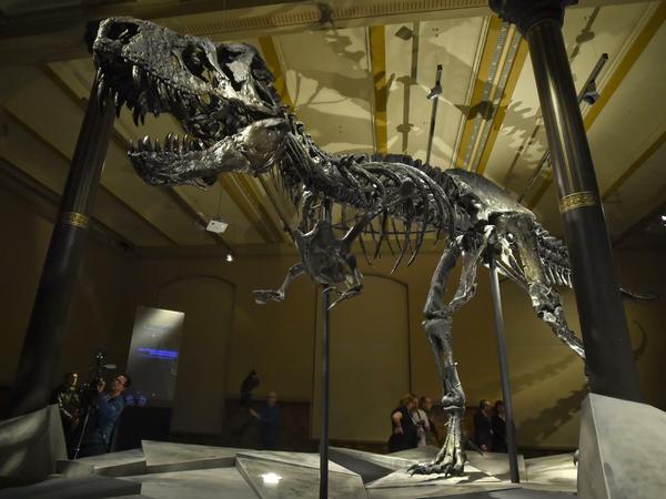 Das Skelett des Tyrannosaurus Rex namens "Tristan Otto" ist noch im Naturkundemuseum in Berlin ausgestellt, wird 2020 aber nach Kopenhagen ausgeliehen.
