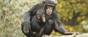 Die Affen blickten ihre ehemaligen Gruppenmitglieder deutlich länger an, unabhängig davon, wie lange sie von ihnen getrennt gewesen waren. Und sie blickten noch länger zu ihren früheren Freunden, mit denen sie positivere Interaktionen hatten.