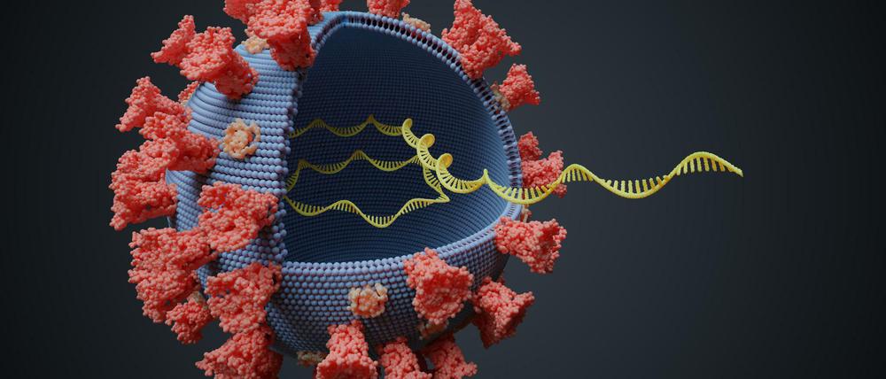 Draußen Proteine, innen Erbmaterial. So einfach sind Viren aufgebaut, aber in beidem stecken auch die Hauptprobleme in der Bekämpfung.