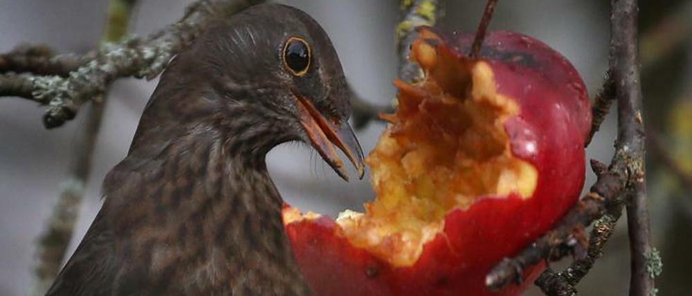 Äpfel sind bei Amseln beliebte Energiespender im Winter. Gerade diesen Vögeln machten im vergangenen Jahr eine Virusepidemie und der trockene Sommer zu schaffen.