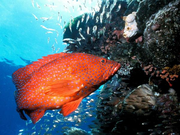 Ein Juwelen-Zackenbarsch schwimmt an einem Korallenriff des Great Barrier Riffs vor der Küste Australiens vorbei.