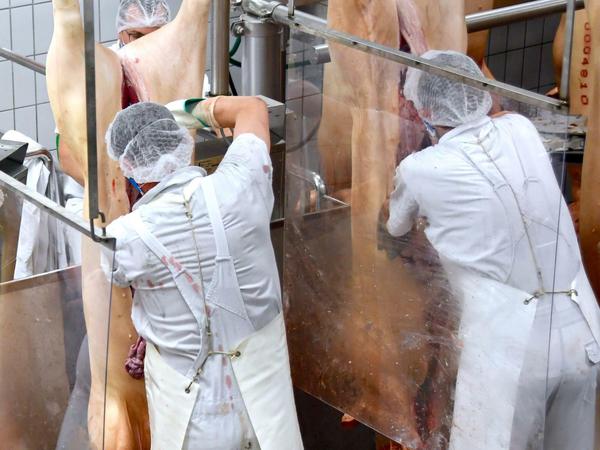 Mitarbeiter von Tönnies zerlegen geschlachtete Schweine nach der Wiederaufnahme des Betriebs. 