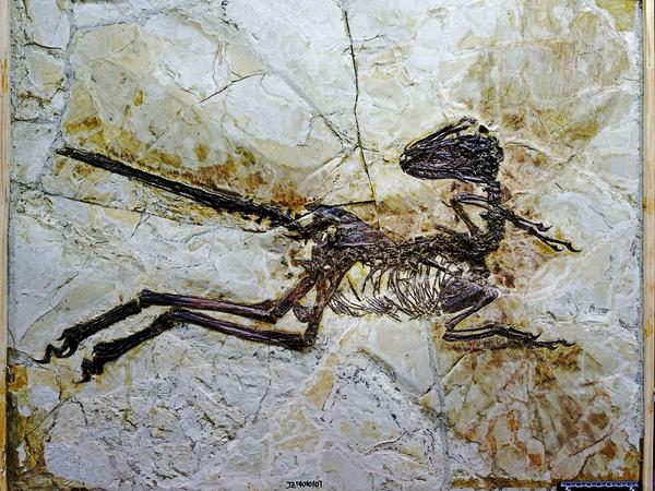 Saurier-Fossil aus der Kreidezeit