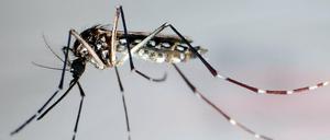 Mücken der Art Aedes aegytpi übertragen nicht nur Denguefieber, sondern auch Zika-Viren. Sie stehen im Verdacht, die menschliche Embryonalentwicklung zu stören und Fehlbildungen auszulösen. 