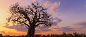 Ein stattlicher Baobab im Gonarezhou National Park, Zimbabwe.